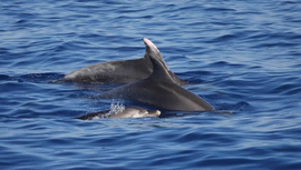 Tour in barca a vela alla scoperta dei delfini, Sardegna, Bosa