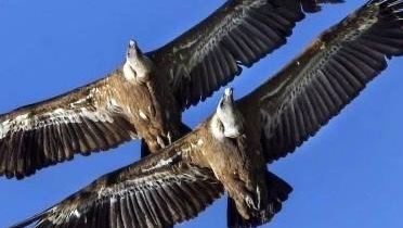 Escursione in barca a vela per vedere i grifoni a Capo Marrargiu