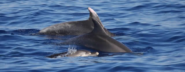 Vela in Sardegna con i delfini