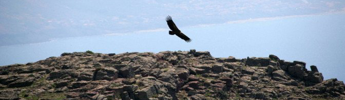 Alla scoperta dei grifoni in barca a vela Sardegna