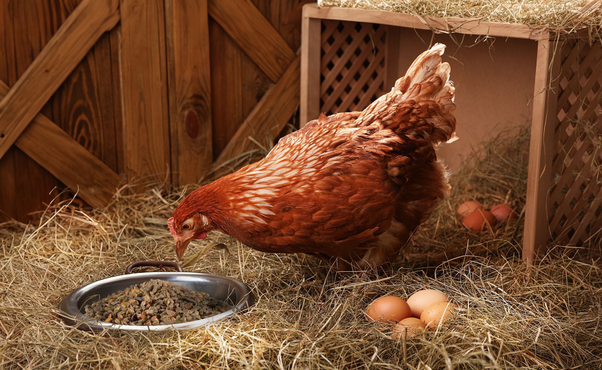 Beispielbild braunes Huhn im Stall mit KI und Adobe Photoshop bearbeitet