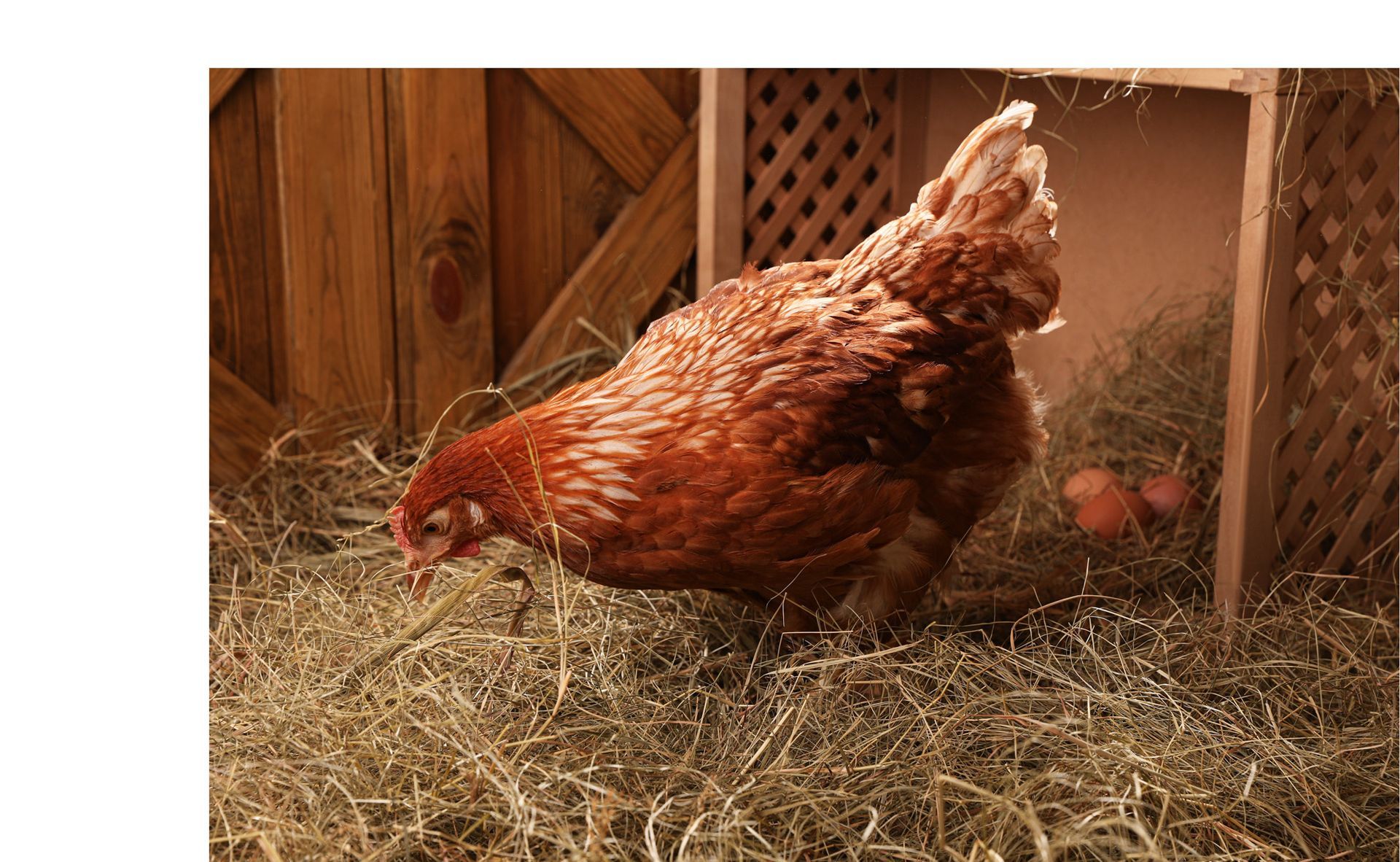 Beispielbild braunes Huhn im Stall