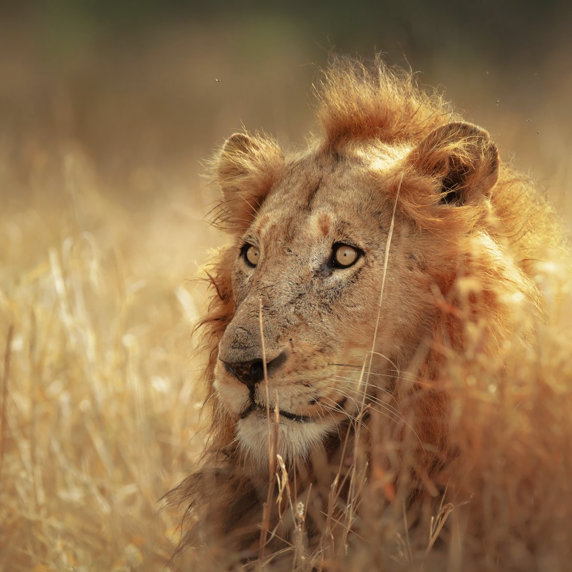 Löwe des Vedanta Löwe des Vedanta