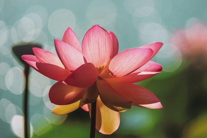 Willkommen Frühling! Erblühen im Frühling