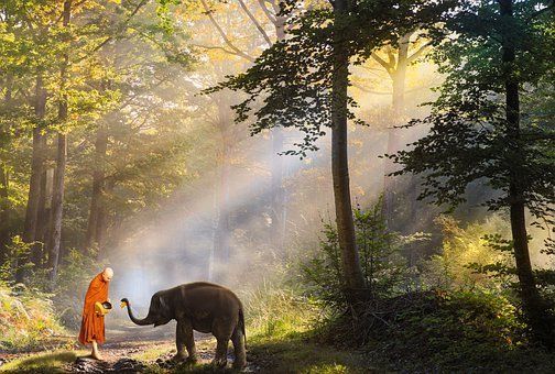 Frühlingblüten erwecken unsere Heiterkeit Magnolienblüten im Frühling erwecken Heiterkeit