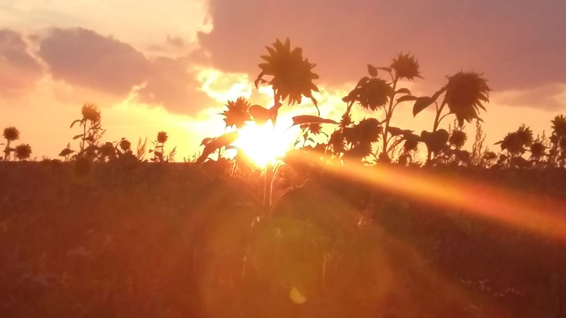 Warmes Abendlicht umhüllt die Natur