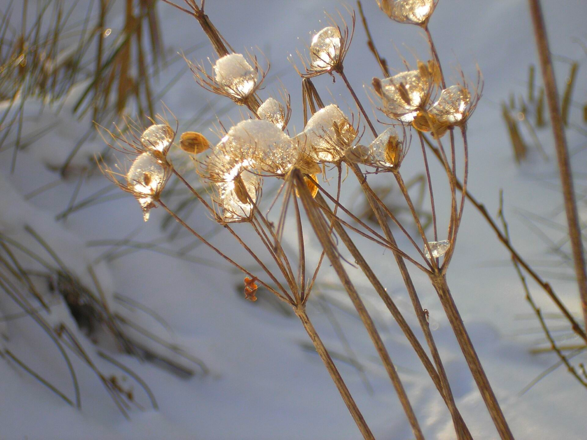 Winterkristalle