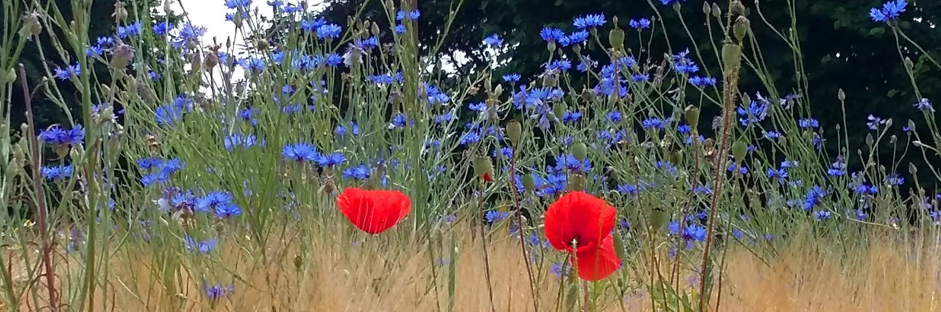 Sivaraga Yoga Zentrum Anmeldung Sivaraga Yoga Zentrum Anmeldung