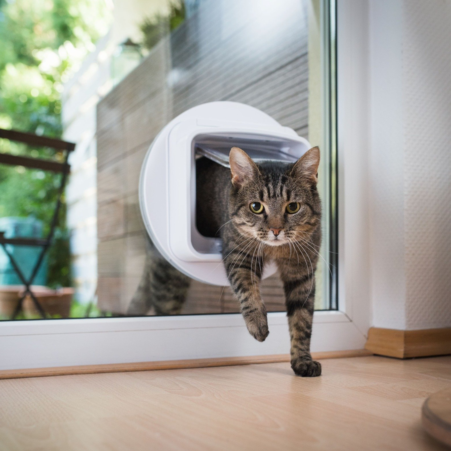 Katzentür Katzentür