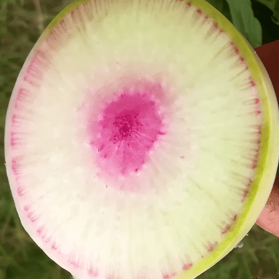 Hier geht´s zu unserem Kohlgemüse Sortiment Kohlgemüse