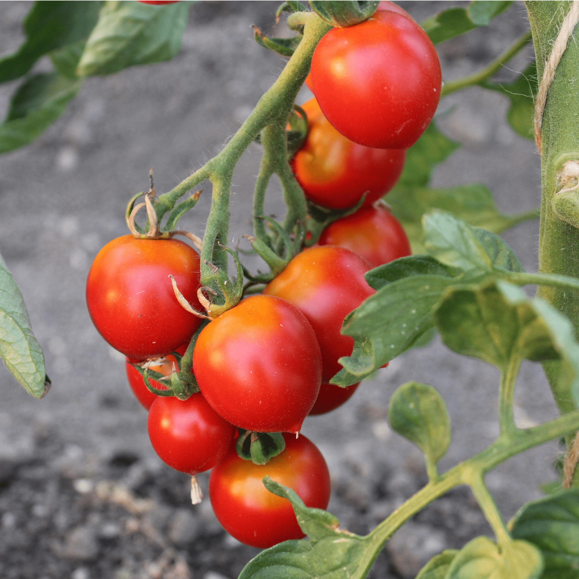 Paradeiser/ Tomaten Paradeiser, Tomaten