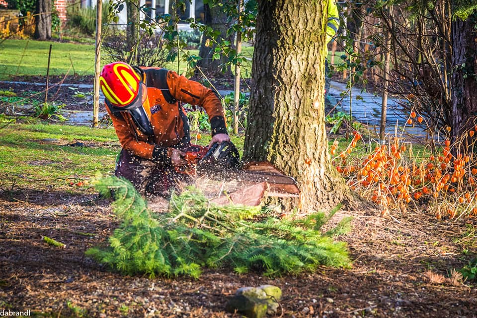 Baumfällung mit Kettensäge