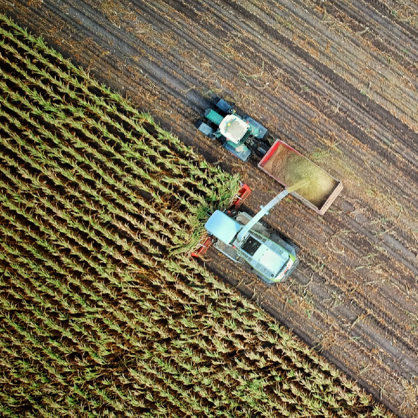 Drohnenaufnahme von Maishäcksler und Abfahrer