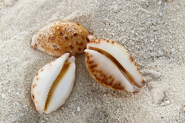 Cowrie Shells on beach, cowrie meaning and symbolism