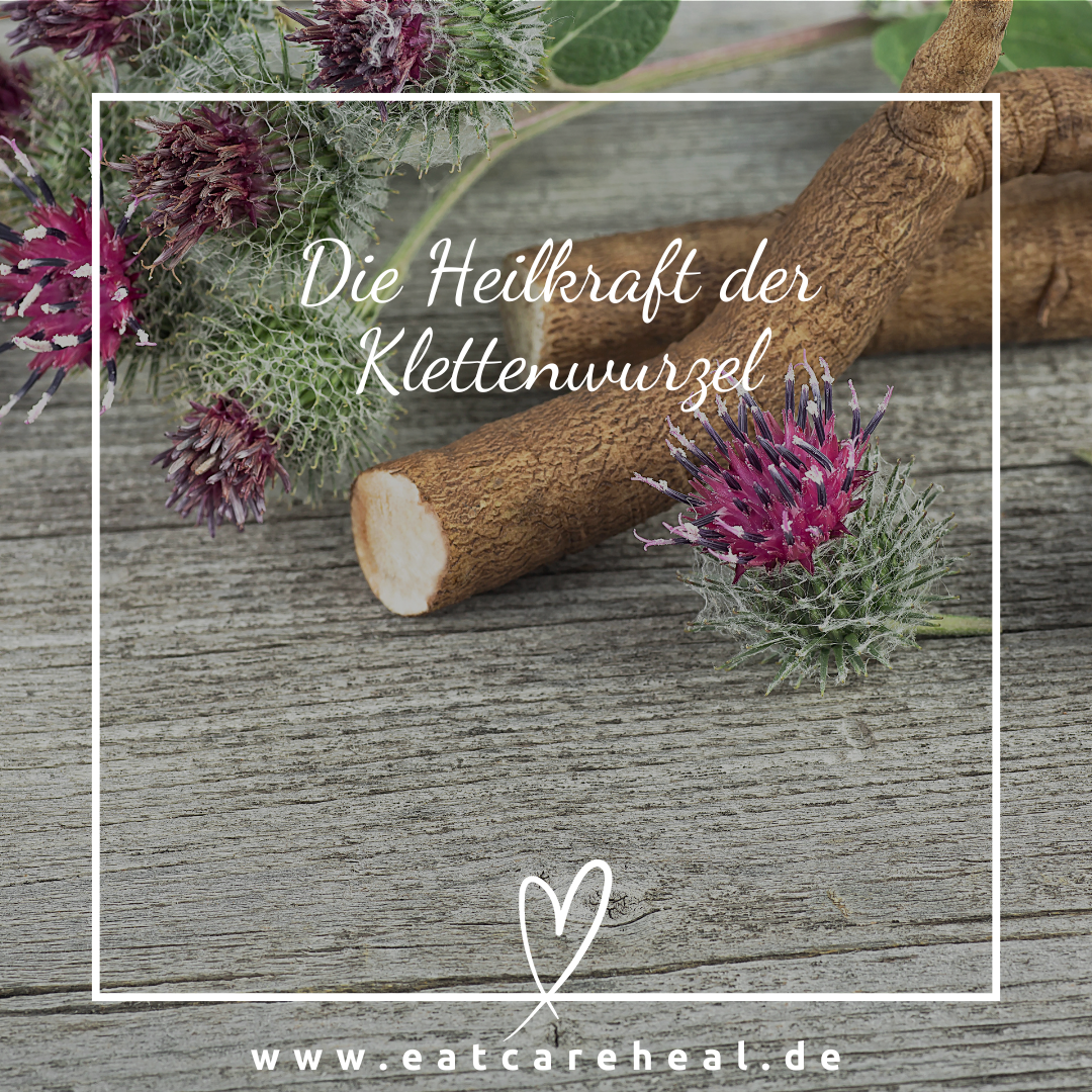 Heilkraft der Klettenwurzel