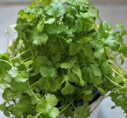 Täglich frischen Koriander ohne ständig einkaufen zu müssen. So geht's...