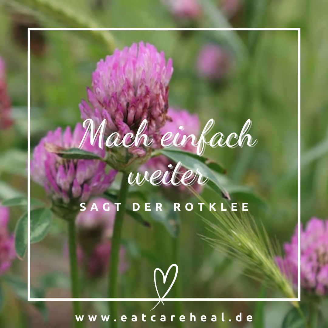 Die Heilkraft von Rotklee