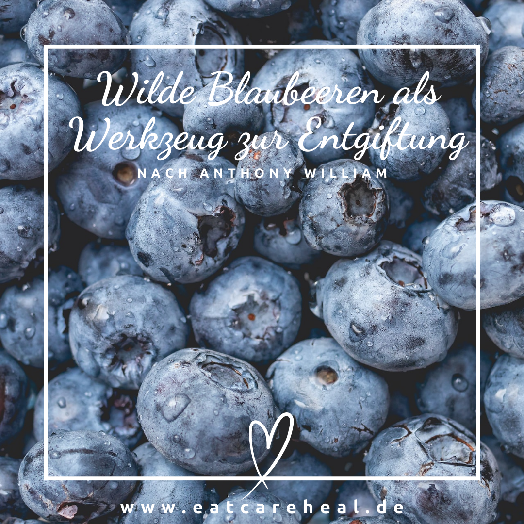 Die Heilkraft der wilden Blaubeeren