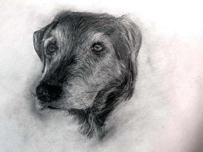 Ich zeichne die Seele vom Tier auf Papier