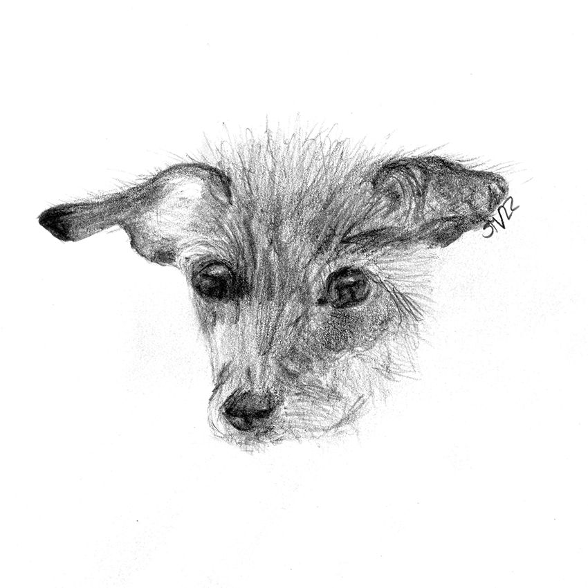 Retrato de animal después de plantilla de la foto Retrato de animal después de plantilla de la foto