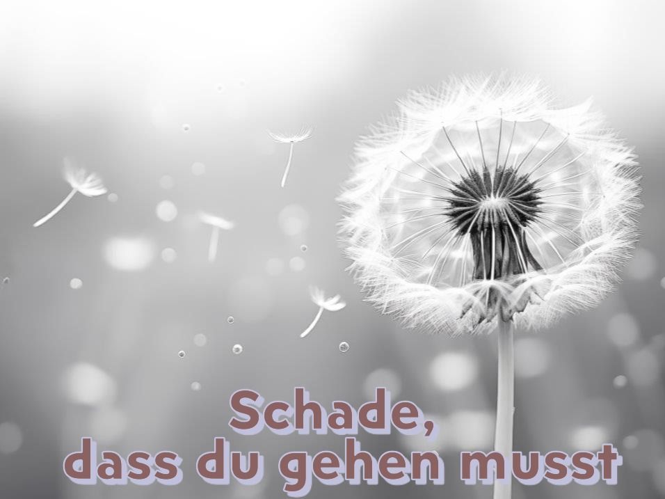 Das ist die heiße Schlacht am kalten Büffet Reinhard Mey Die heiße Schlacht am kalten Büffet Reinhard Mey Text Konzert