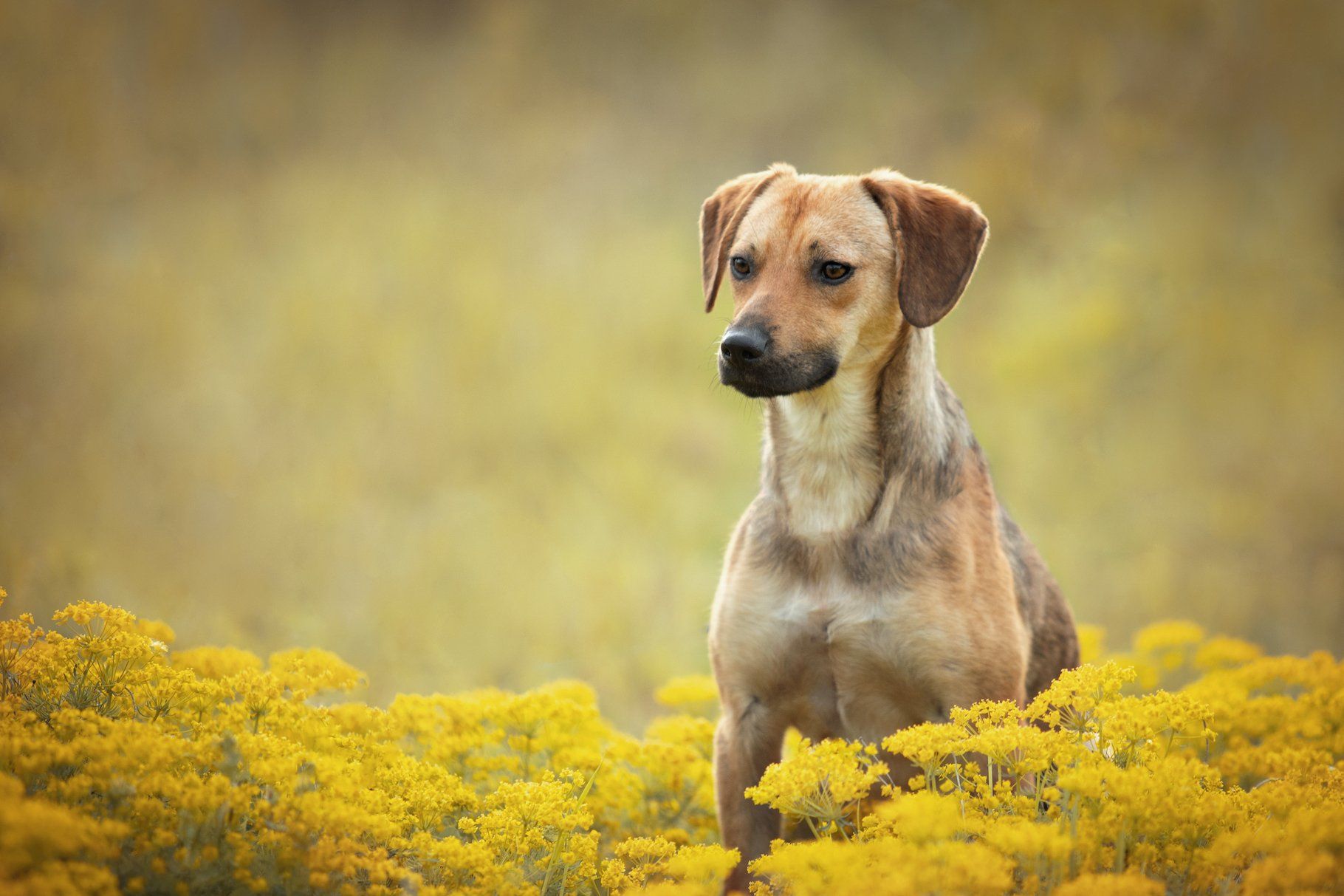 Parson Russel Terrier sitzt in einem gelben Blumenfeld und schaut eine Blume an