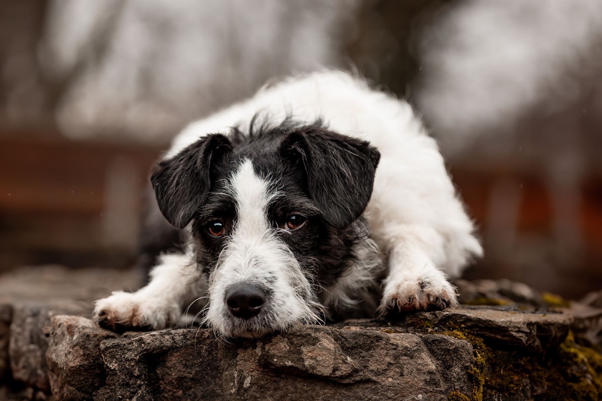 Coco Hund Terrier Liebling Listenhund agil liebevoll glücklich