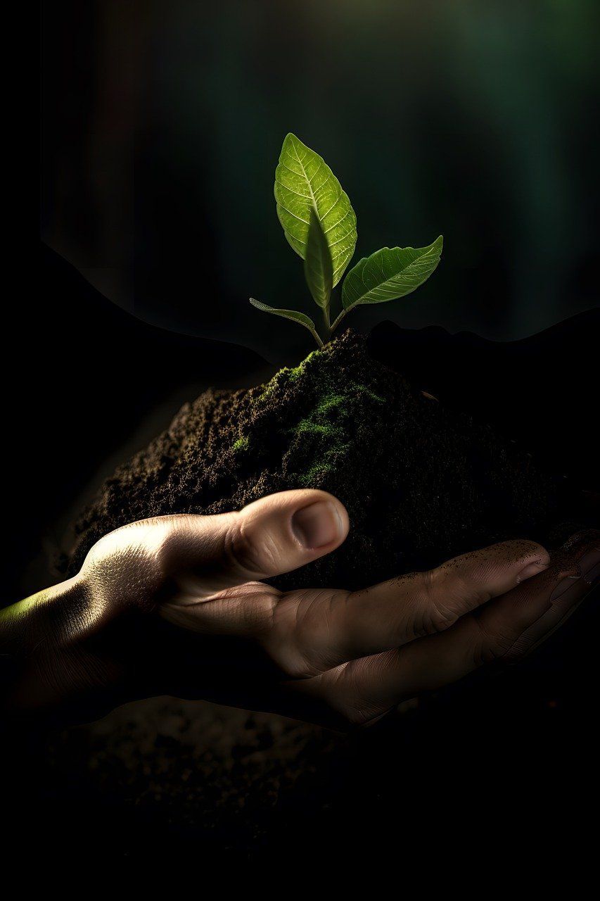 Explorando las Opciones Sostenibles: Tipos de Biomasa en Bio-Eco Leñas El Pelao
