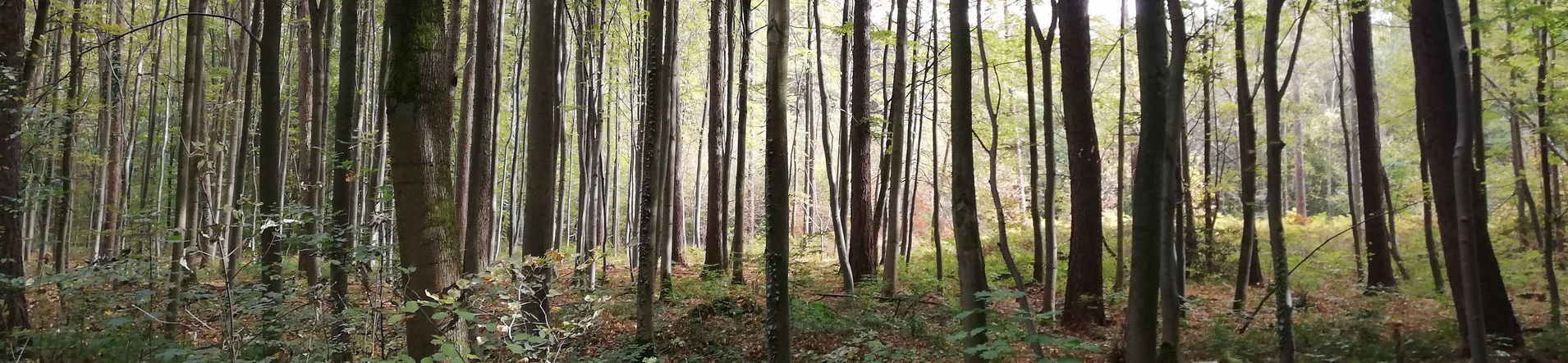Lichtung im Wald Wald, Bäume, Lichtung