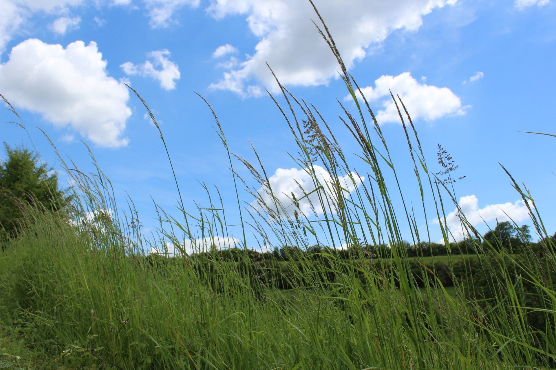 Gräser vor blauem Himmel