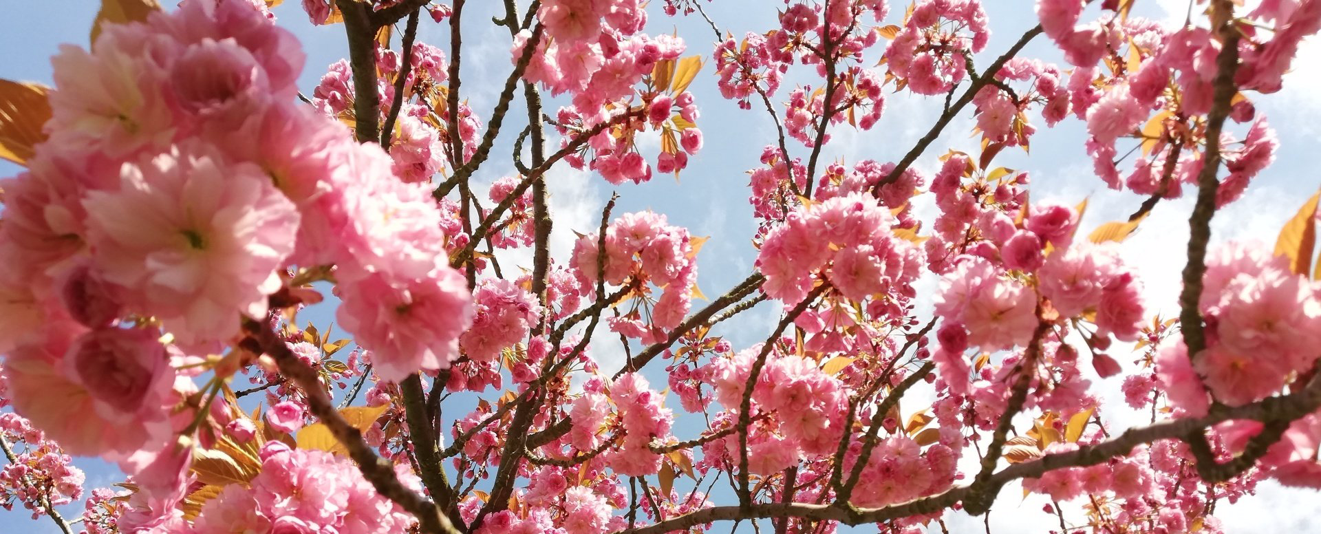 Zarte rosa Kirschblüten