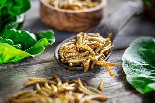 Insekten essen Mehlwürmer