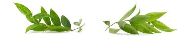 Zwei Blätter symbolisieren die Nachhaltigkeit von Speiseinsekten.