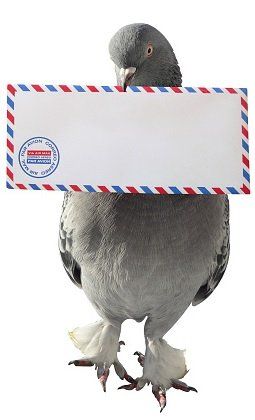 Bild einer Brieftaube. Kontaktformular um sich über Insekten essen und Speiseinsekten bei dineinsects.de zu informieren.