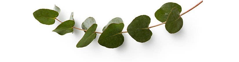 Entomophagie und die Thematik Insekten essen und Speiseinsekten werden anhand eines grünen Zweigs dargestellt.