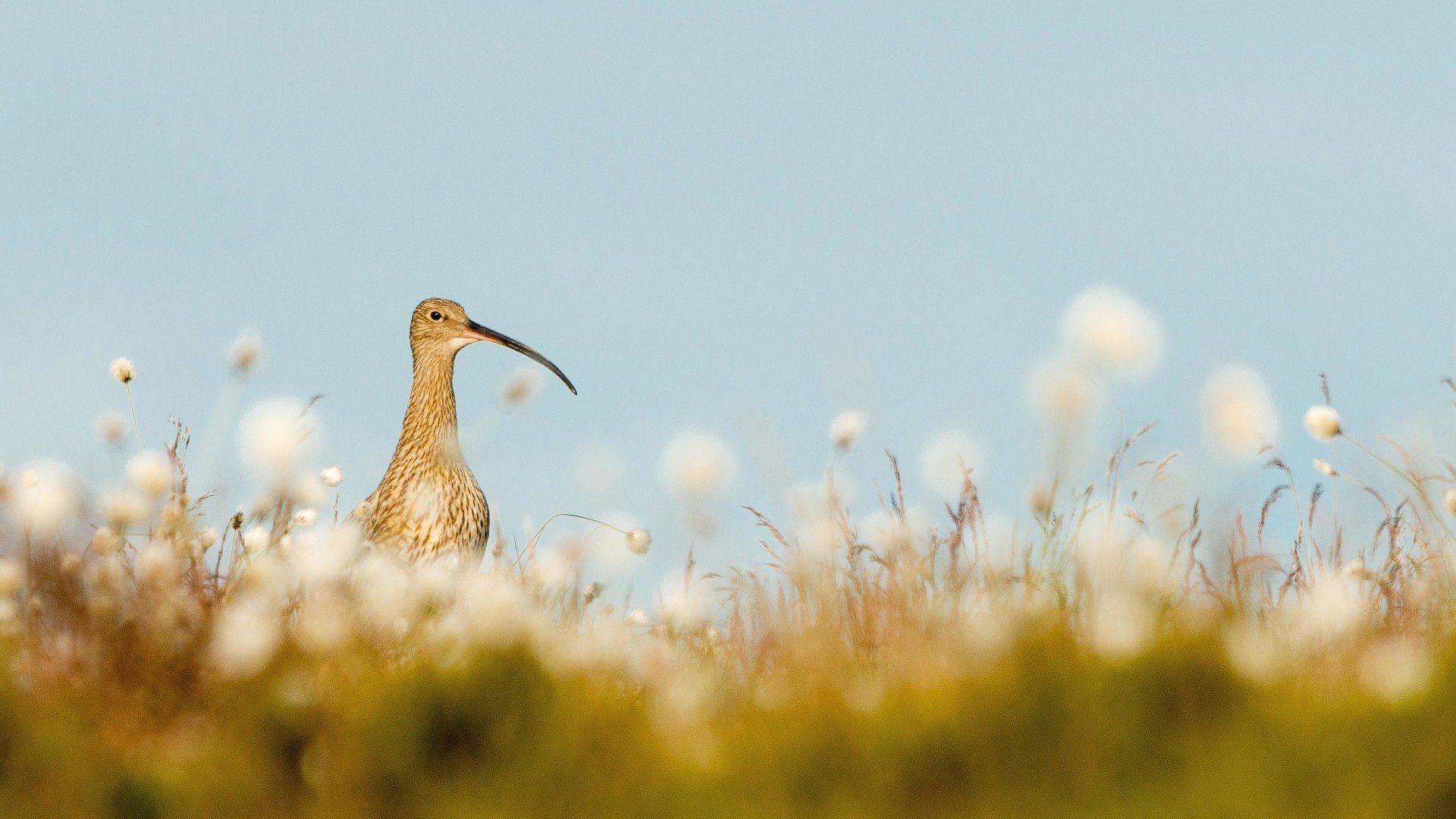Sunrise Over Cotton Grass