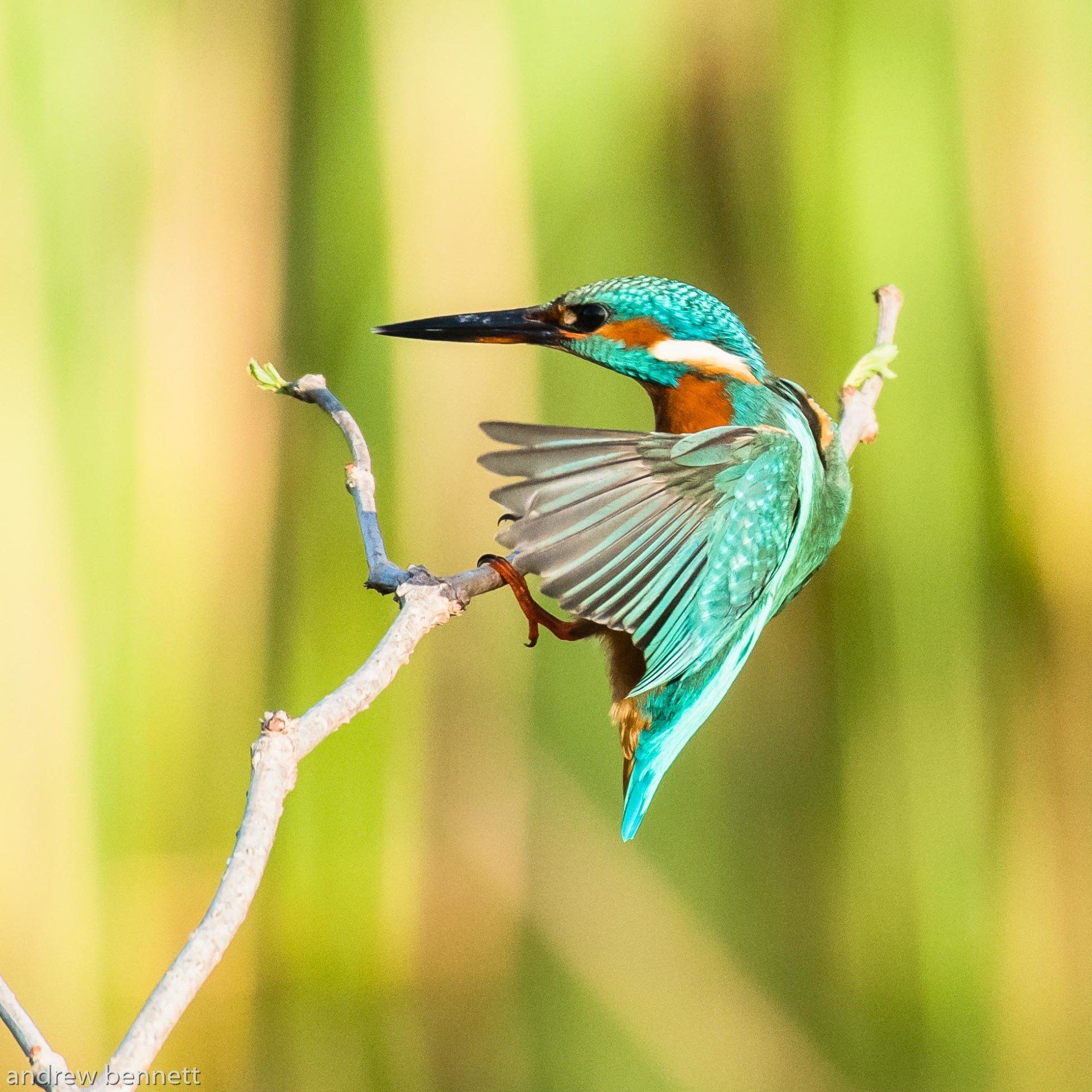 Kingfishers