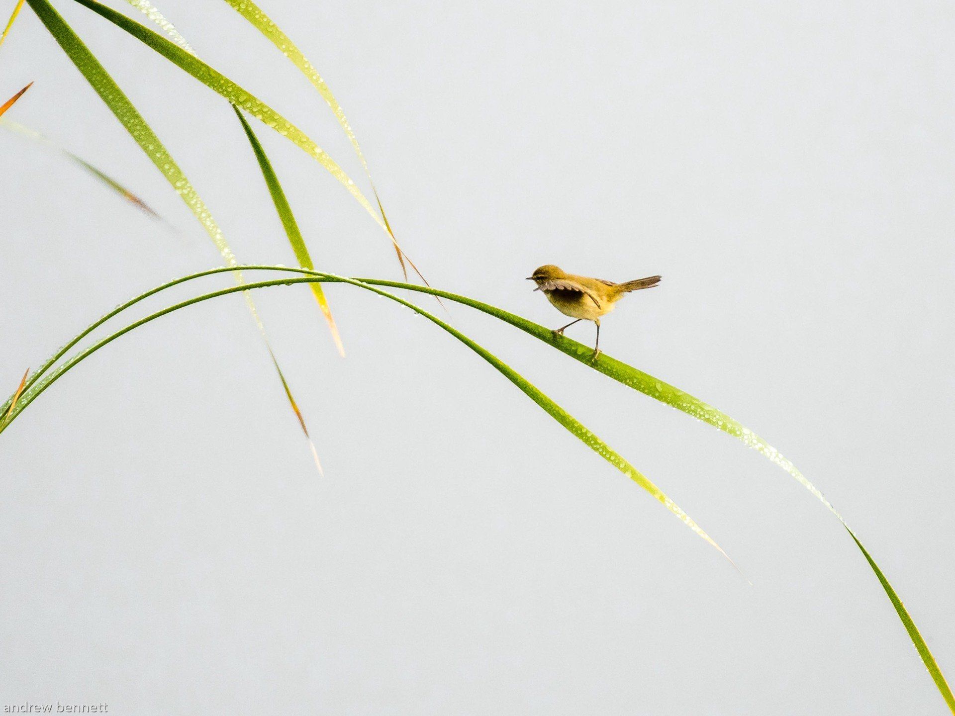 Balancing Act Image
