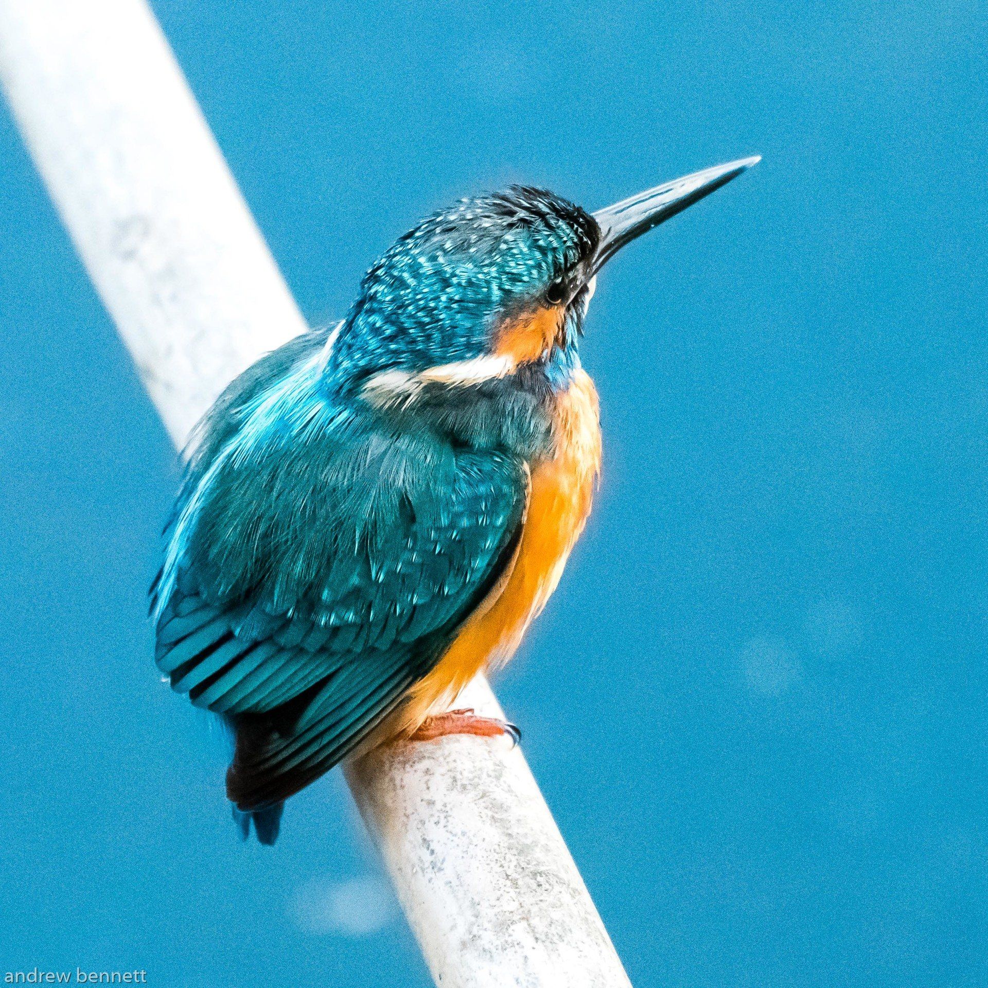Picture of Kingfisher