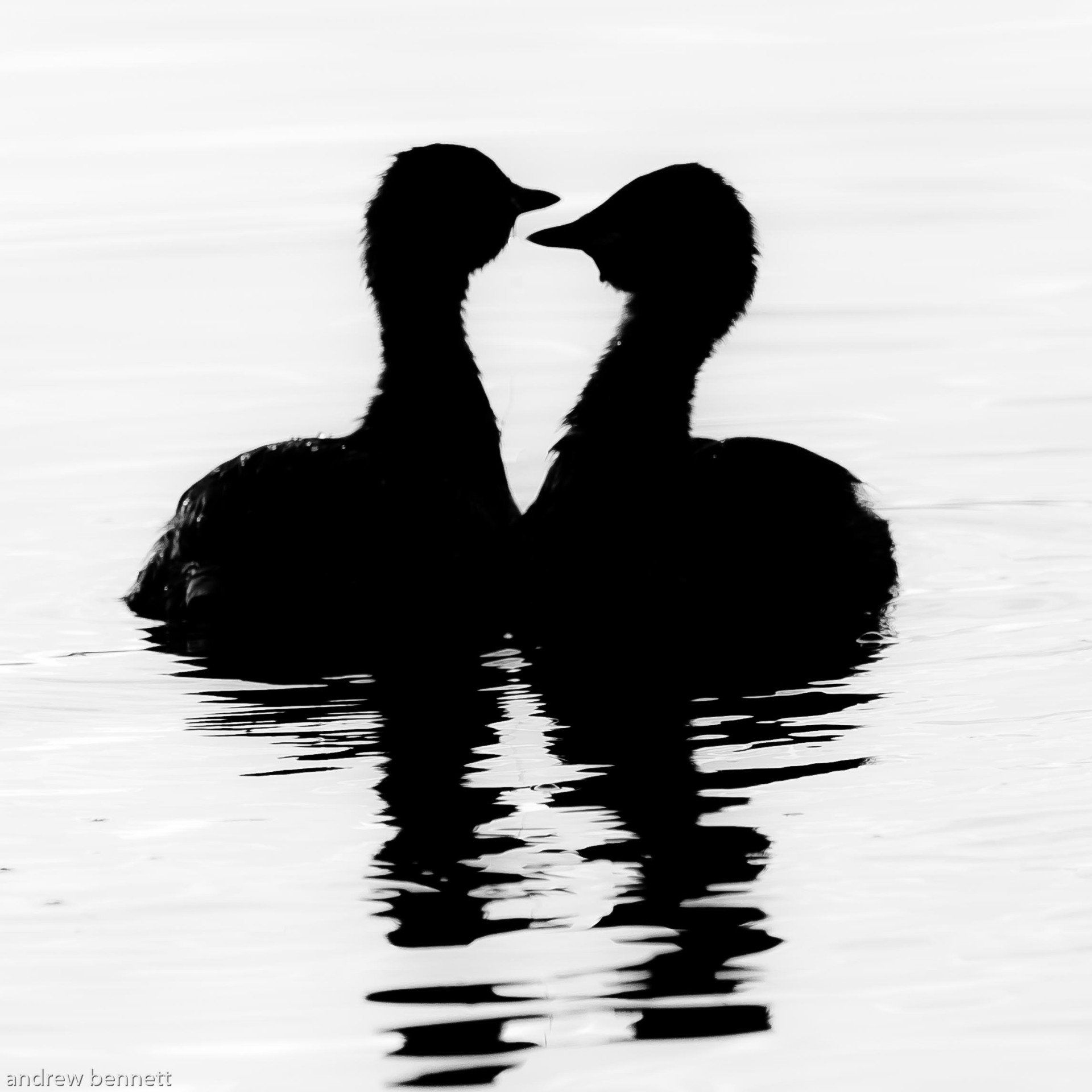 Love Birds