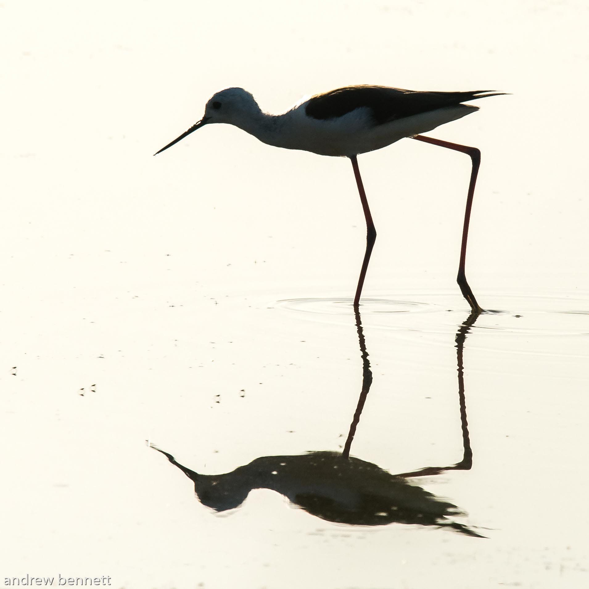 Stilt Silhouette