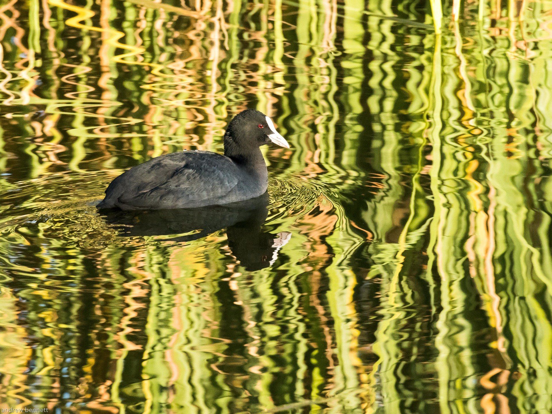 Balancing Act