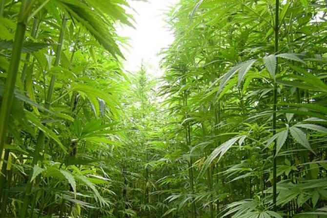 Can Hemp Save Our Planet