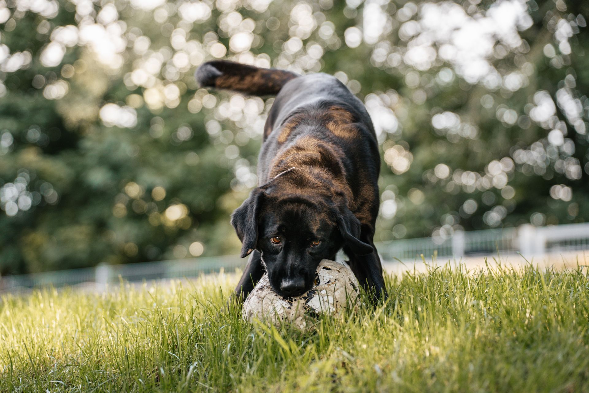 Rek liebt es zu spielen