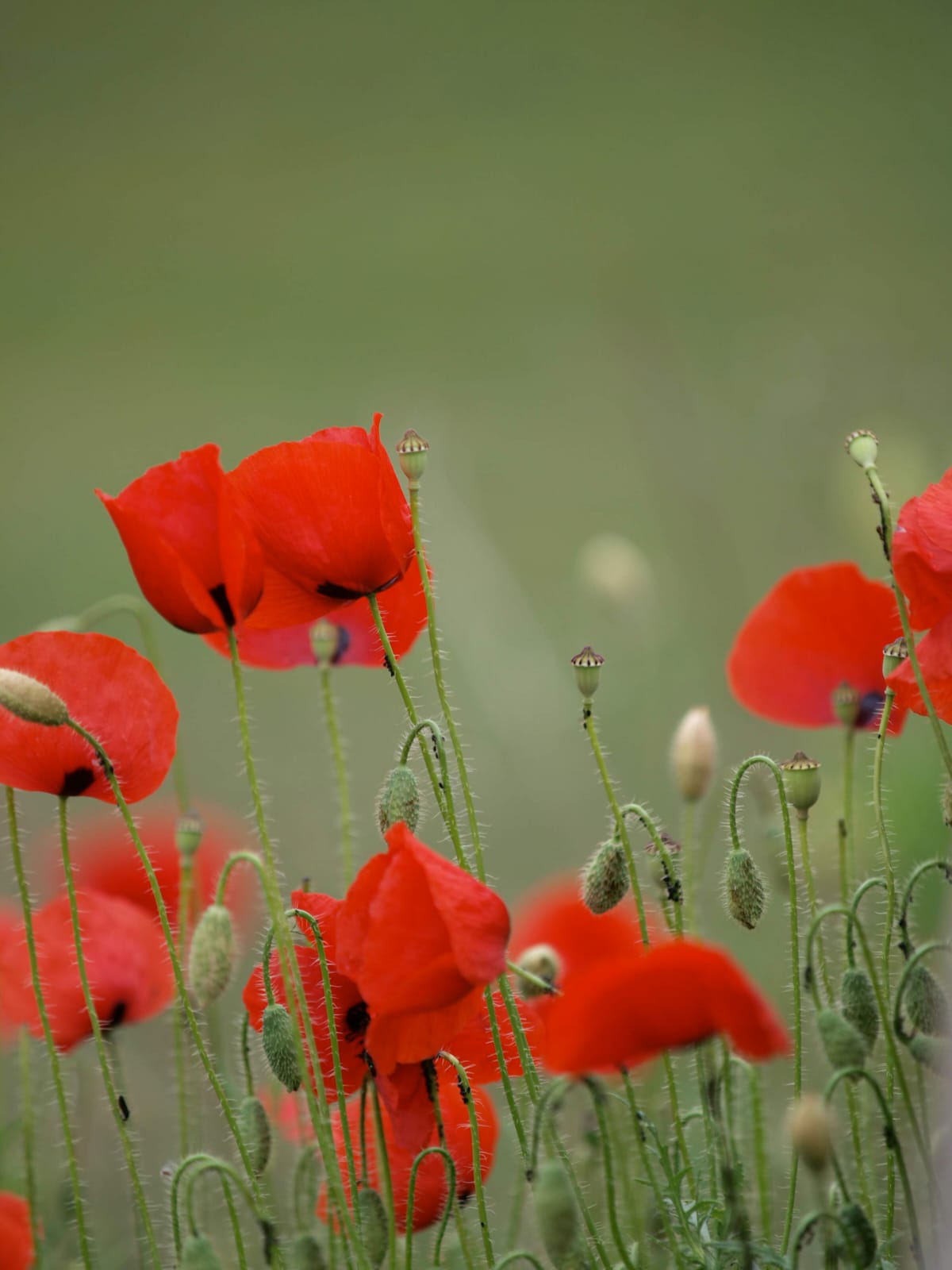 Schwedenkräuter oder 'Kleiner Schwedenbitter'