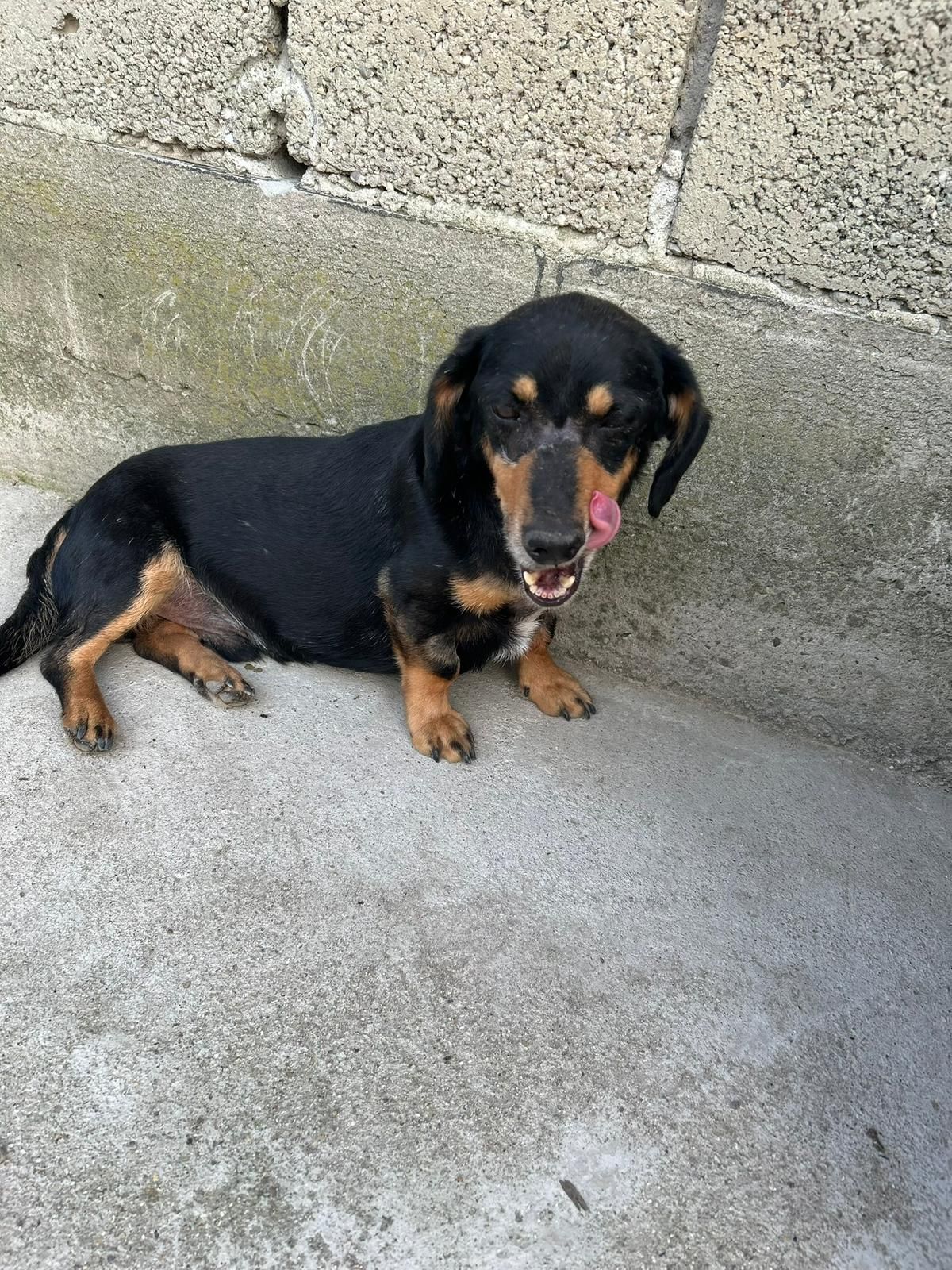 Tierschutz
Tierschutz Hannover
Tierschutz Hildesheim
Tierschutzhunde
Auslandshunde
Auslandstierschutz
kleine Hunde
Hunde aus Rumänien
ausgewachsene Hunde
Hundevermittlung
Adoption Hund
Welpe Tierschutz
Hundewelpe
Sehnde
Sibbesse Eberholzen