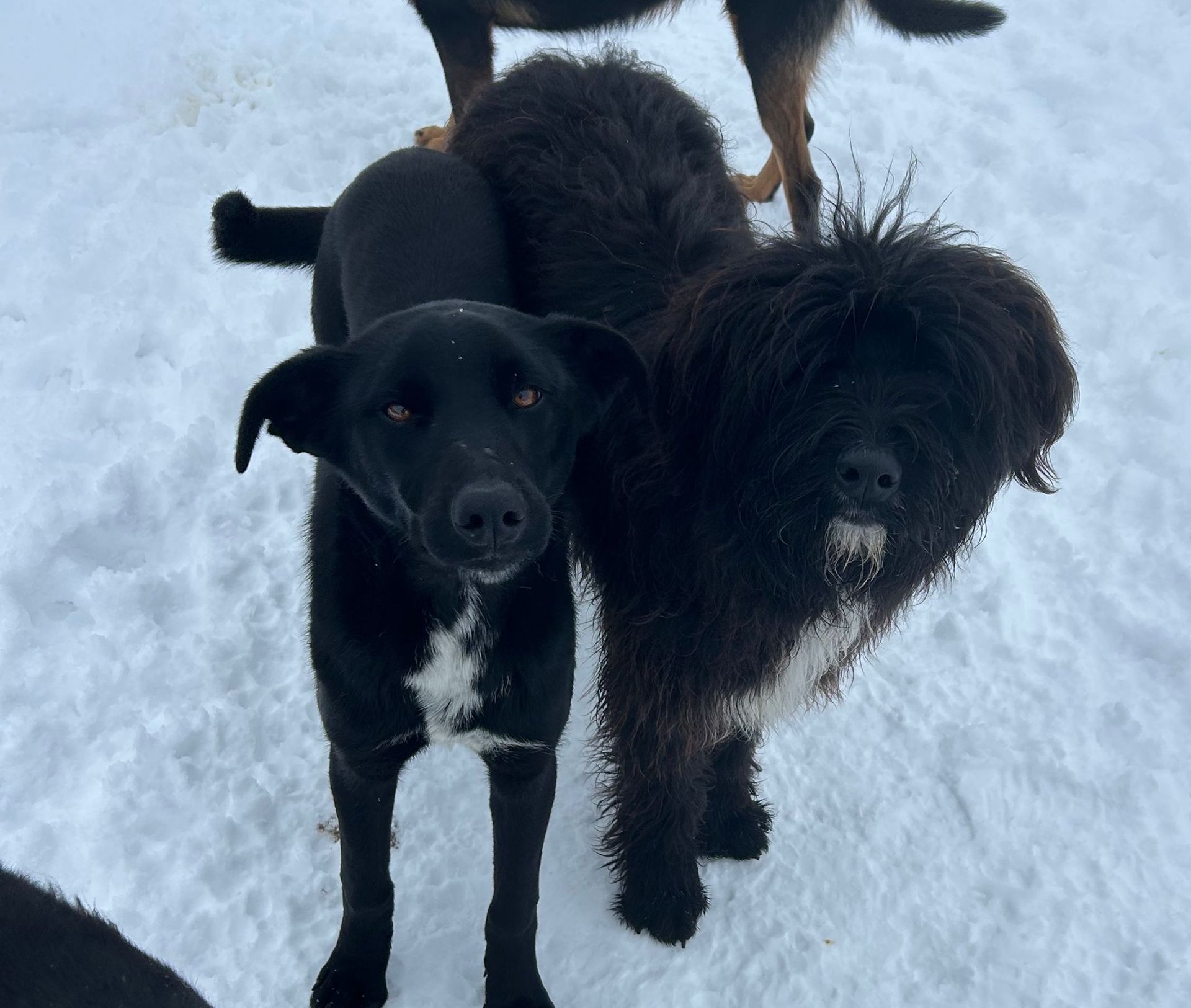 Tierschutz
Tierschutz Hannover
Tierschutz Hildesheim
Tierschutzhunde
Auslandshunde
Auslandstierschutz
kleine Hunde
Hunde aus Rumänien
ausgewachsene Hunde
Hundevermittlung
Adoption Hund
Welpe Tierschutz
Hundewelpe
Sehnde
Sibbesse Eberholzen