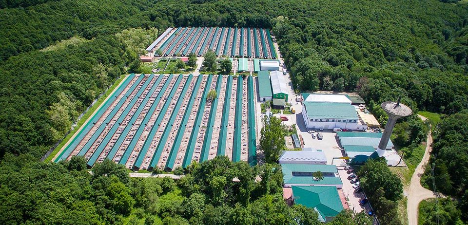 Tierschutz Hanover Hunde Hannover Tiervermittlung Hannover Tierschutzverein Hannover Tierschutzorganisation Hannover