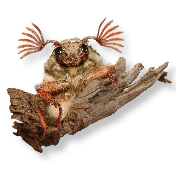 Ungeziefer Holzbriketts Käfer