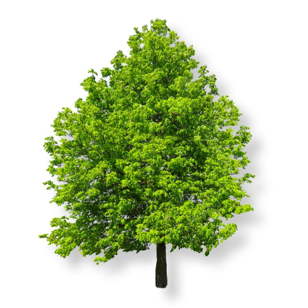 Inhaltsstoffe Holzbriketts Baum